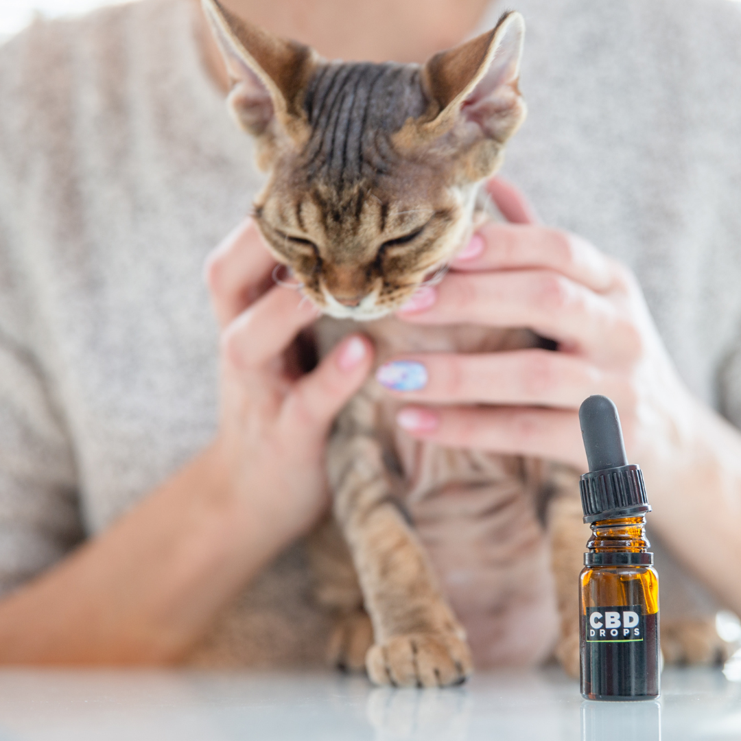 A girl holding a cat next to cbd oil 