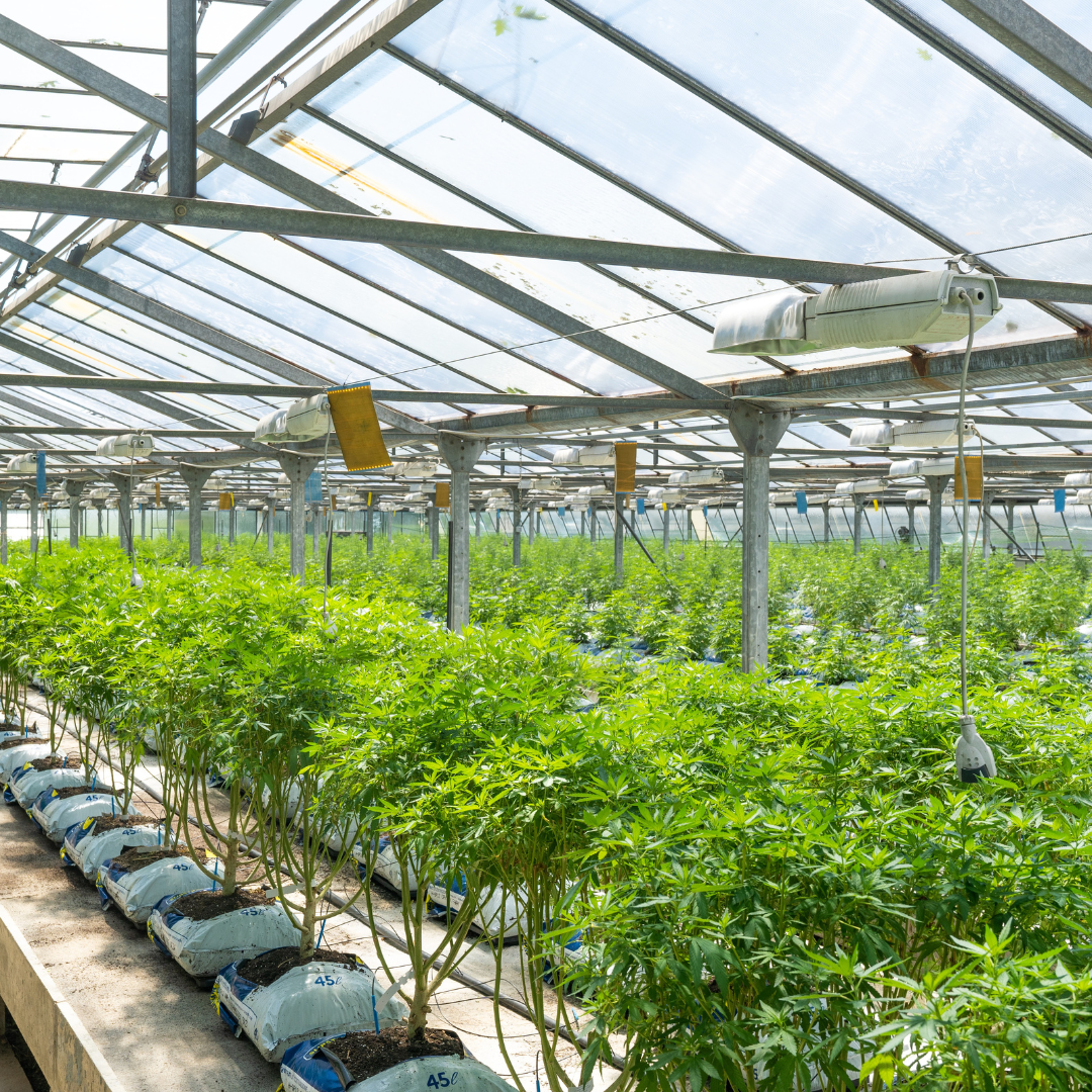 Hemp plants in a greenhouse