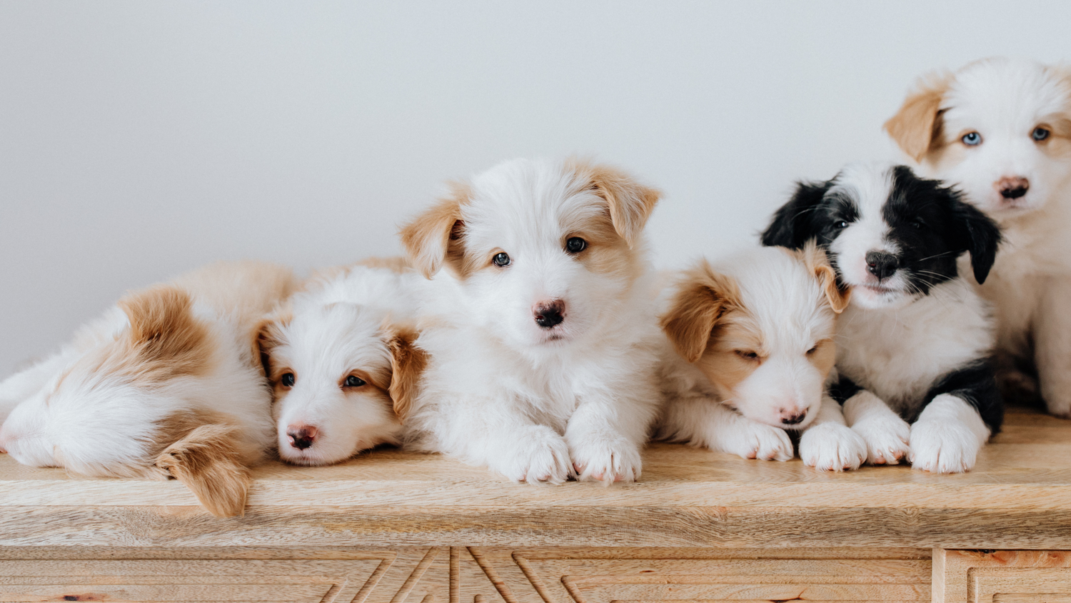 puppies laying together