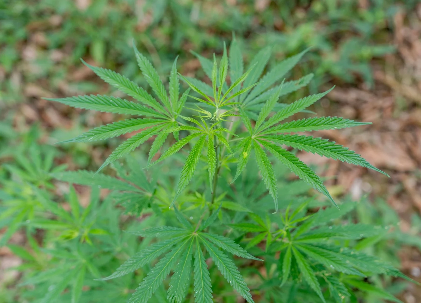 a hemp plant.